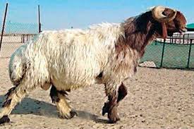 خروف ثمنه مليون ريال وصاحبه يرفض بيعه